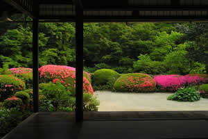 京都 ６月の花探訪 菖蒲 京都の観光